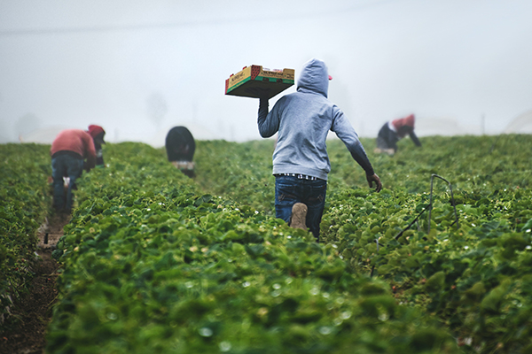 working in the fields