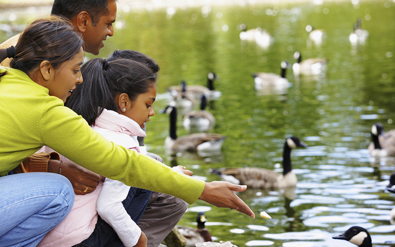 family feeding geese