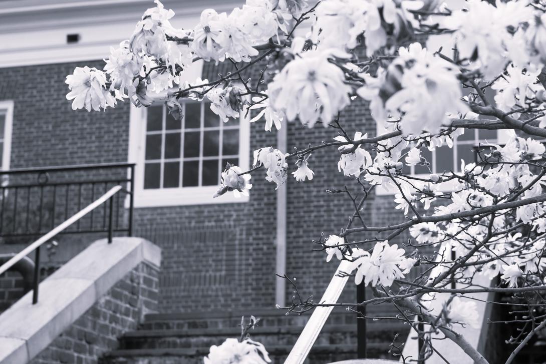 Cherry Blossoms in front of building