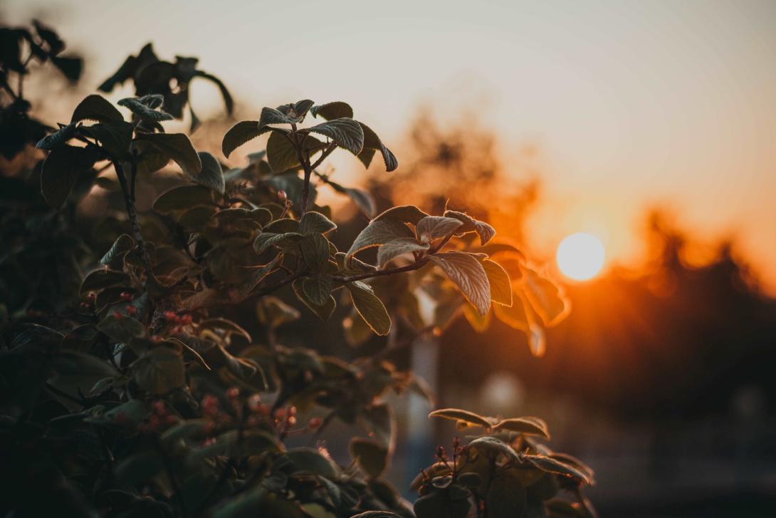 sun through leaves