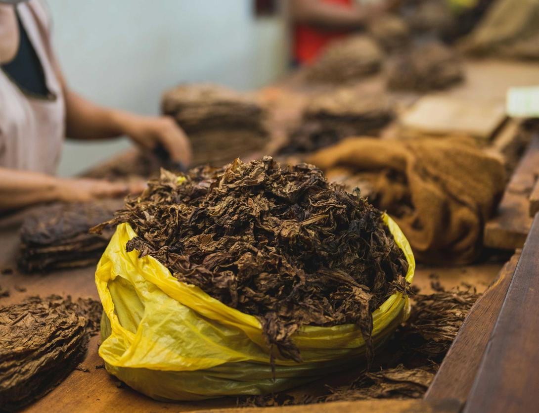 tobacco drying